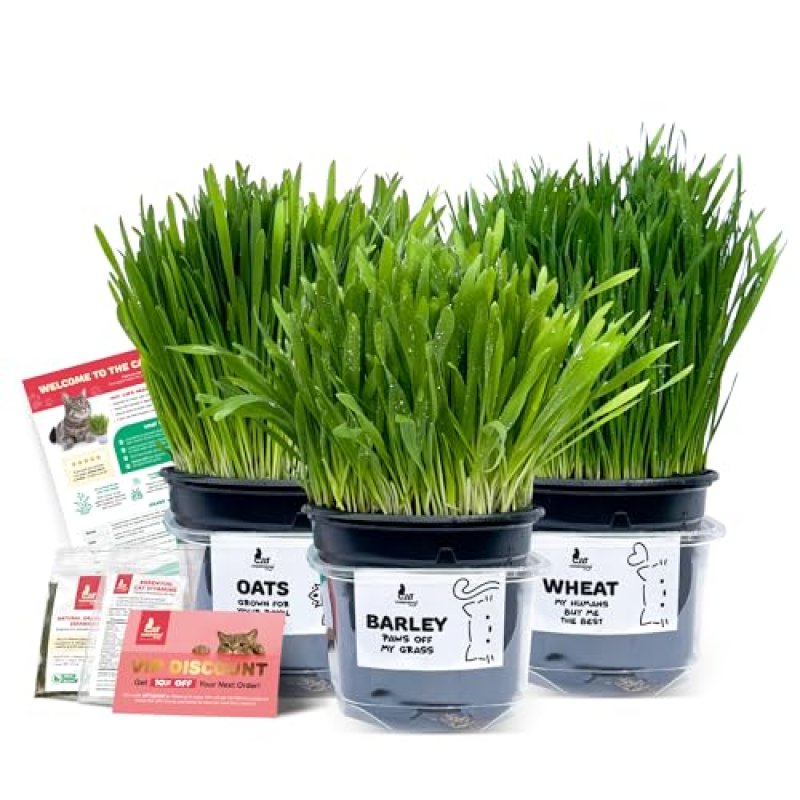 3 Fresh Live Cat Grass (Oats, Barley, Wheat) | A…