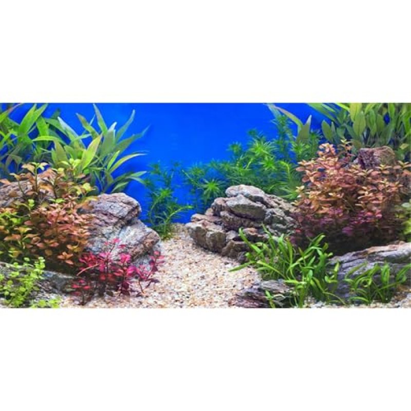 Mirrorang Aquarium Background