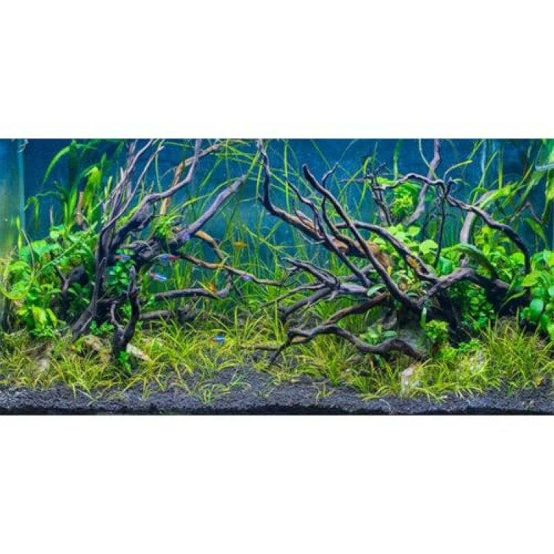 AWERT Fish Tank Background