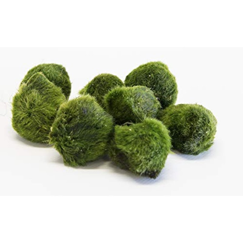 PondPlantsUK Aquarium Plants