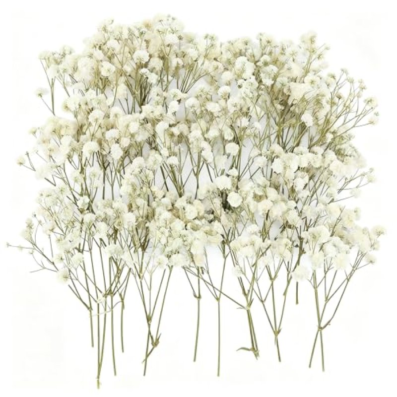 ForestM Dried Baby’s Breath