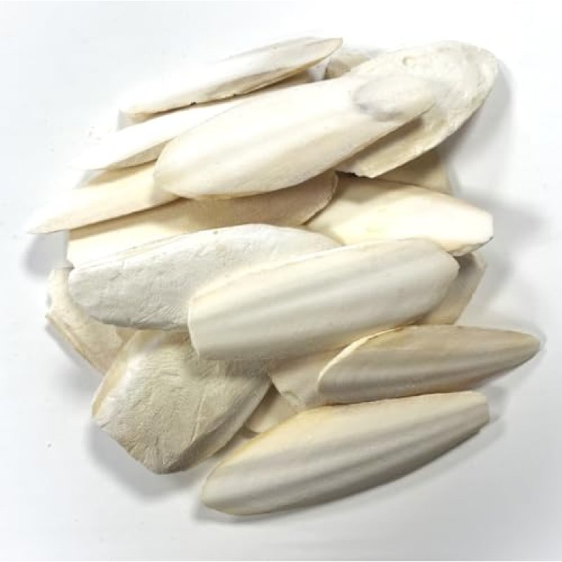 Premium Cuttlefish Bone