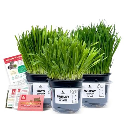 3 Fresh Live Cat Grass (Oats, Barley, Wheat) | A…