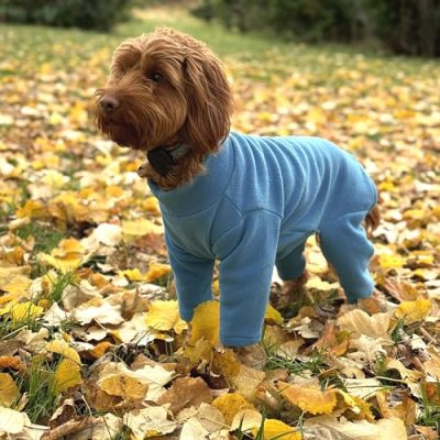 Dog Fleece