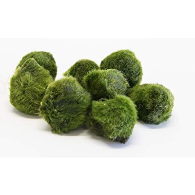 PondPlantsUK Aquarium Plants