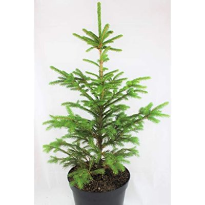 Norway Spruce Christmas Tree