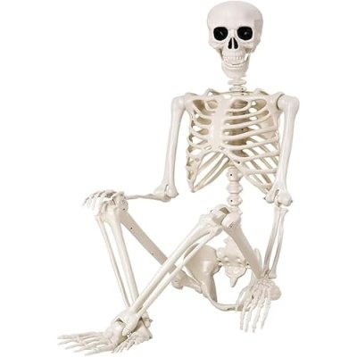 QUSTGO Posable Skeleton, 90cm