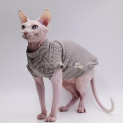 Sphynx Cat Clothes