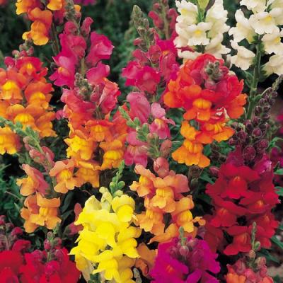 Suttons Antirrhinum Seeds